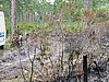 IMG_1239.JPG