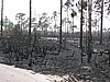 IMG_1257.JPG