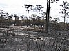 IMG_1262.JPG